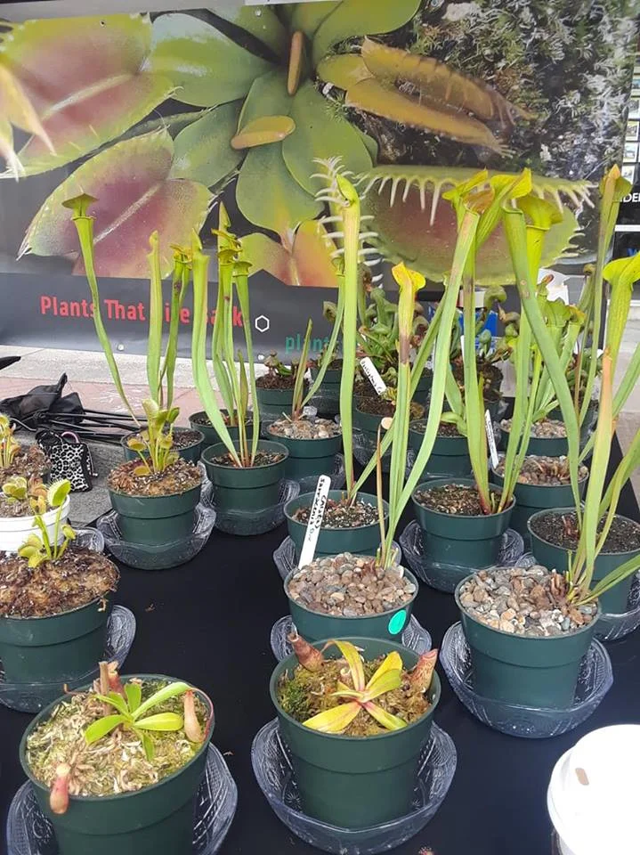 棘.PLANTS Nepenthes Temple Triumph | Nepenthes Hybrid Pitcher Plant